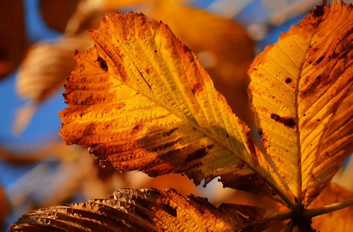 Seasonal Journaling: Autumn Prompts for Reflection and Reset